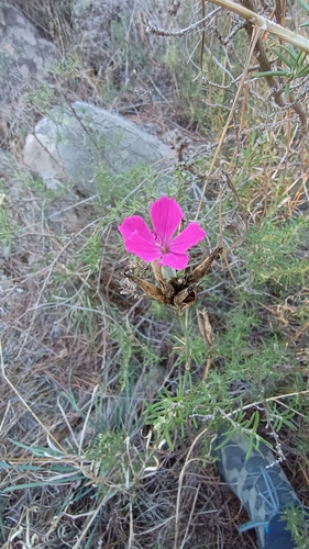 Image of Dianthus ferrugineus by (c) Diego Nieto Lugilde, some rights reserved (CC BY)