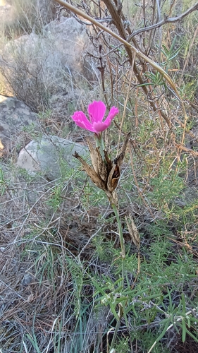 Image of Dianthus ferrugineus by (c) Diego Nieto Lugilde, some rights reserved (CC BY)