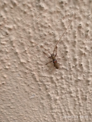 Olenecamptus bilobus
