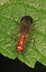 Clusia lateralis