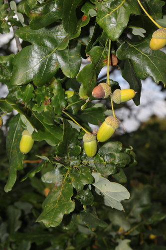 Paprastasis ąžuolas nuotrauka