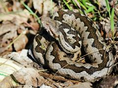 Vipera ammodytes ammodytes
