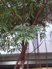 Ficus maclellandii