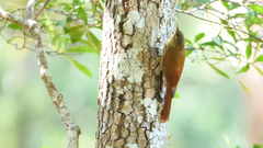 Lepidocolaptes affinis