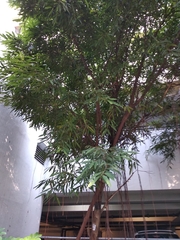 Ficus maclellandii