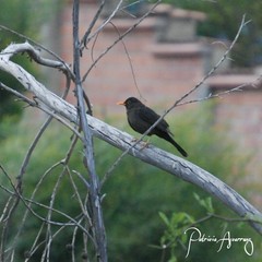 Turdus chiguanco anthracinus