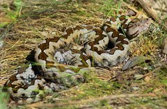 Vipera ammodytes ammodytes