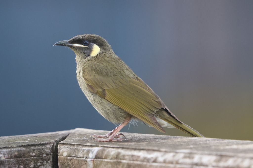 Lewin's Honeyeater (Meliphaga lewinii) photo