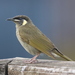 Lewin's Honeyeater - Photo (c) alcedo77, some rights reserved (CC BY-NC)