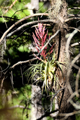 Tillandsia parryi