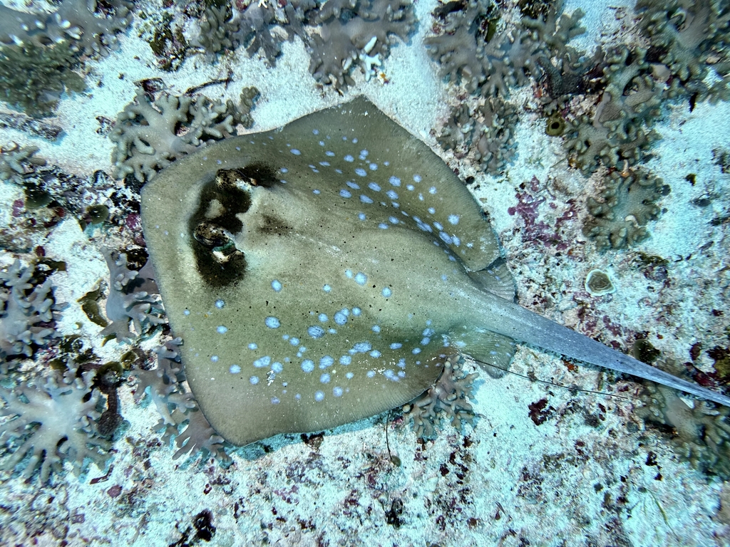 Moluccan Bluespotted Maskray