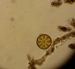 Actinoptychus splendens