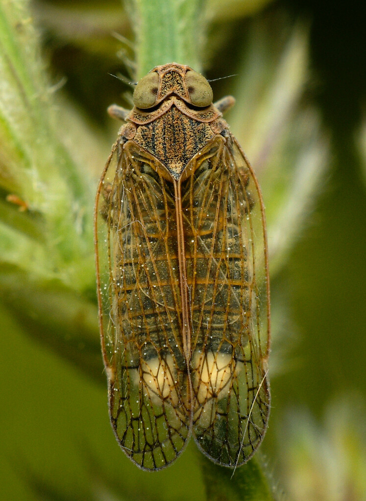Malpha