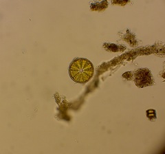 Actinoptychus splendens