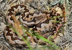 Vipera ammodytes ammodytes