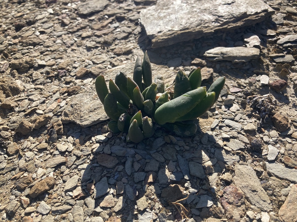 Pointy Tonguefig from Cape Winelands District Municipality, South ...