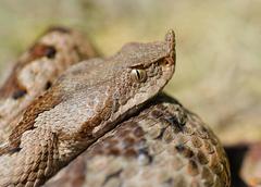 Vipera ammodytes ammodytes