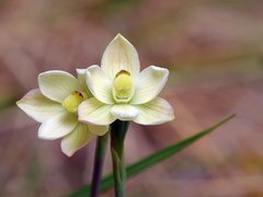 Thelymitra flexuosa