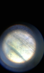 Brachythecium laetum