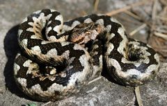 Vipera ammodytes ammodytes