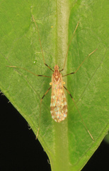 Erioptera caliptera