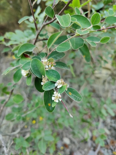 Taurus Cotoneaster (Cotoneaster tauricus)