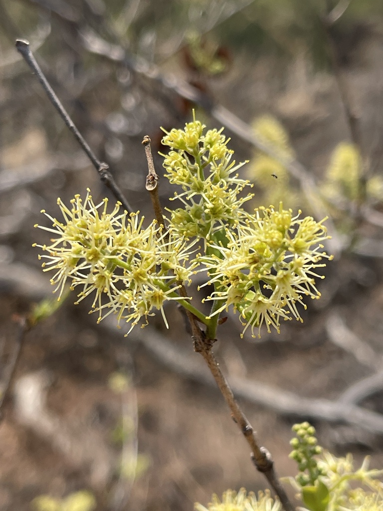 Red Bushwillow