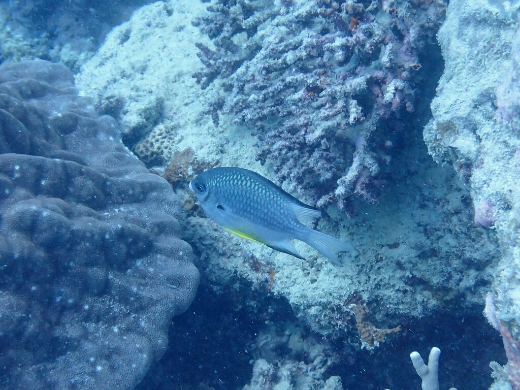 Whitebelly damselfish