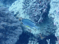 Whitebelly Damsel