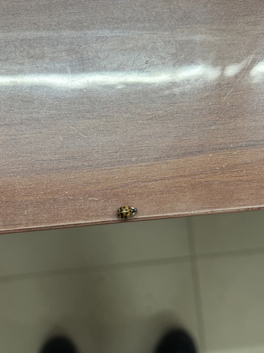 Asian Lady Beetle