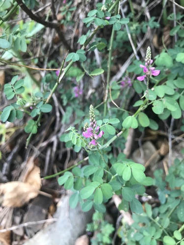 Image of Indigofera pseudotinctoria by no rights reserved