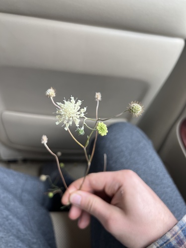 Cream Scabious
