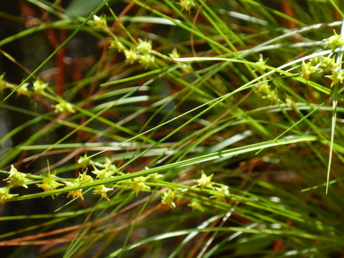 Prickly bog sedge (Carex atlantica)