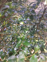 Ligustrum japonicum