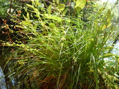 Image of Carex atlantica