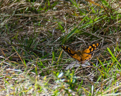 Heteronympha penelope