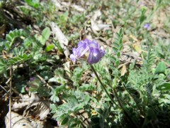 Astragalus nuttallianus austrinus