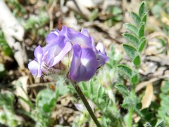 Astragalus nuttallianus austrinus