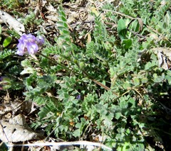 Astragalus nuttallianus austrinus
