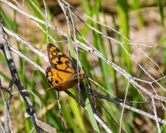 Heteronympha penelope