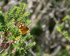 Heteronympha penelope