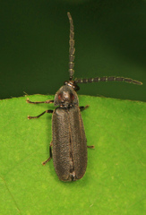 Lucidota punctata