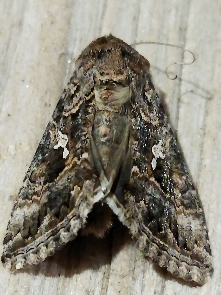Cabbage looper (Trichoplusia ni)