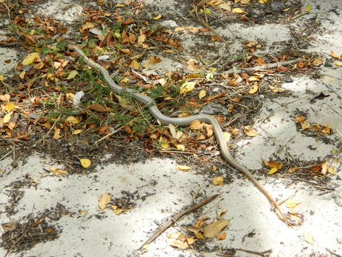 Alsophis antiguae