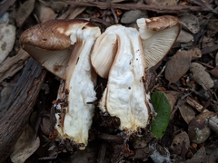 Rhodocollybia badiialba