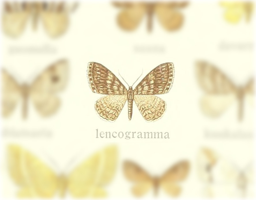 Hydrelia leucogramma