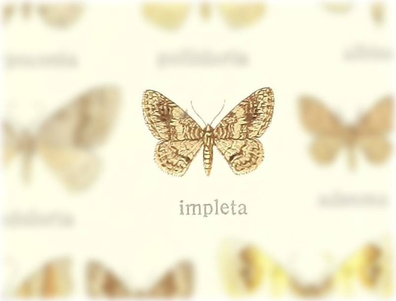 Hydrelia impleta