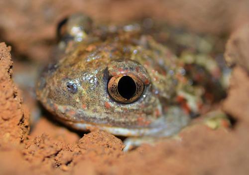 Common Spadefoot