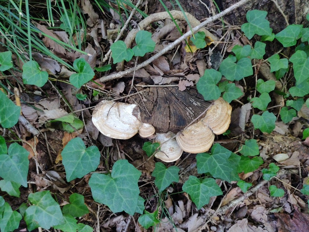 Fomitopsis dickinsii · October 2023 · photo: © alex_wentworth (iNaturalist, cc-by)