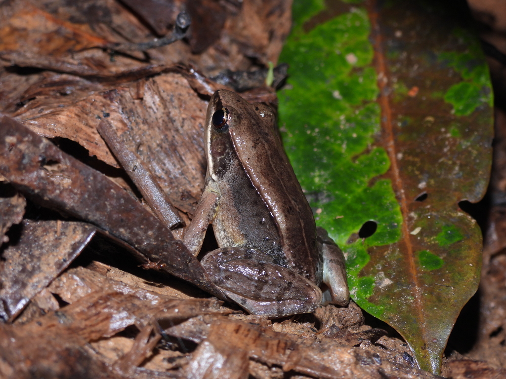 Yuchi Music Frog